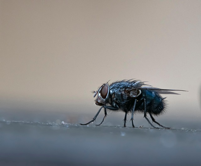 pest-monitoring-640x480-64502069.jpeg