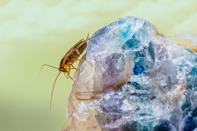 Pest Monitoring