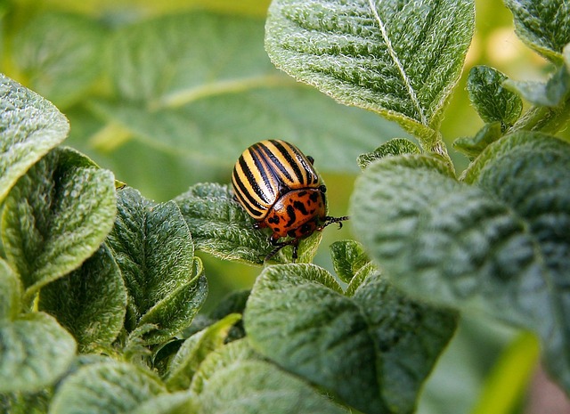 pest-monitoring-640x480-86299503.jpeg