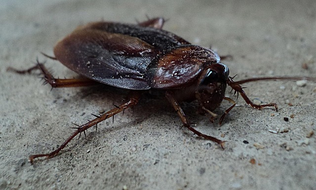 pest-monitoring-640x480-86953272.jpeg