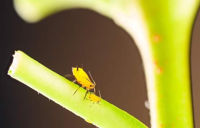 Pest Monitoring