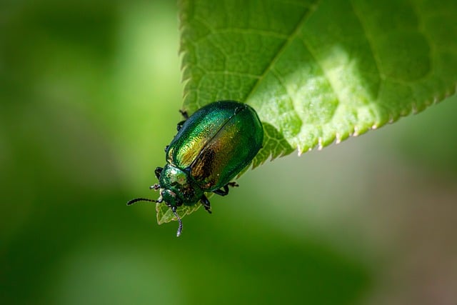 Pest Monitoring