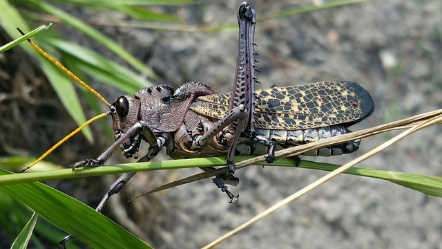 Pest Monitoring