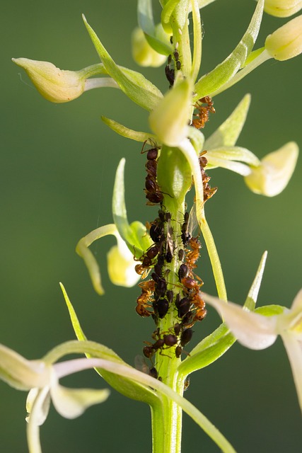 pest-monitoring-640x480-99656791.jpeg