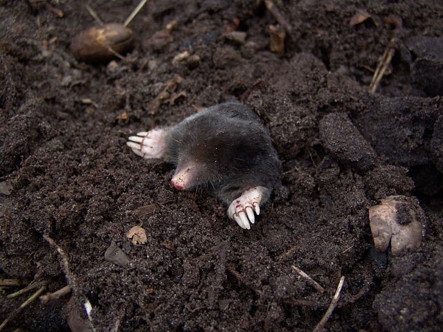 rodent-control-640x480-12355025.jpeg