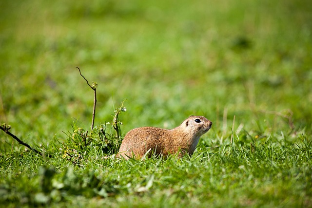 Deploy Denver Mouse Control Bait Stations Effectively