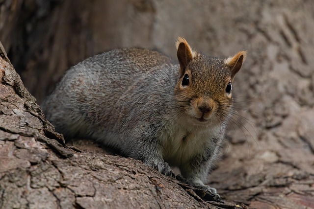 rodent-control-640x480-16168648.jpeg