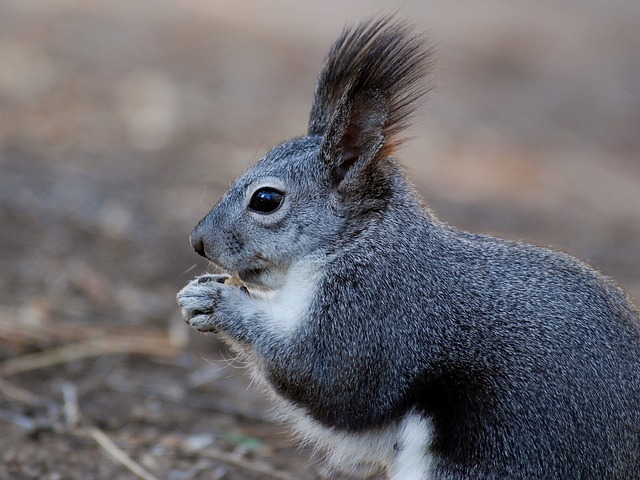 rodent-control-640x480-1955264.jpeg