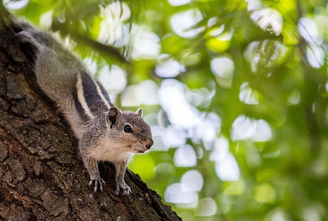 Rodent Control