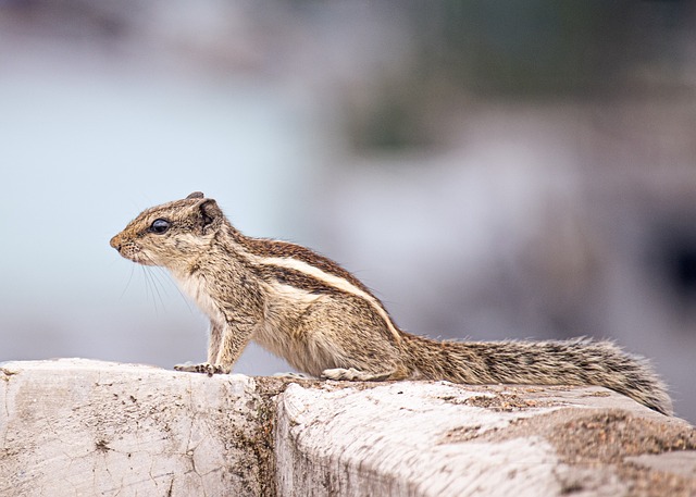 rodent-control-640x480-20199796.jpeg