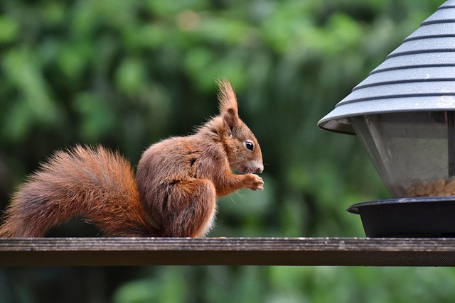 Rodent Control