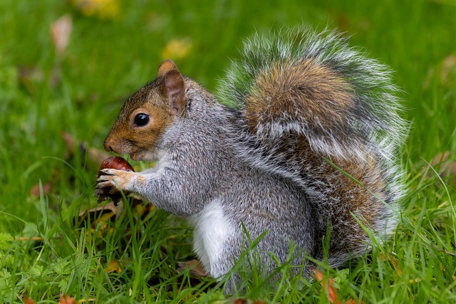 rodent-control-640x480-33651090.jpeg