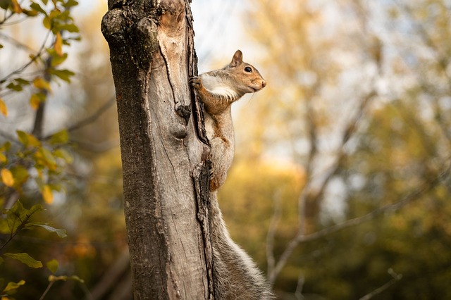 Rodent Control