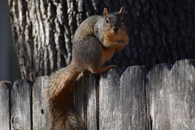 Rodent Control