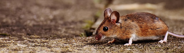 Rodent Control