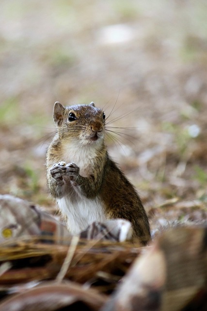 Rats Removal Denver: Insulation Replacement for Safe Homes