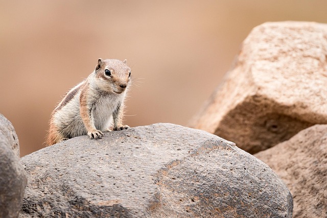 rodent-control-640x480-45954405.jpeg