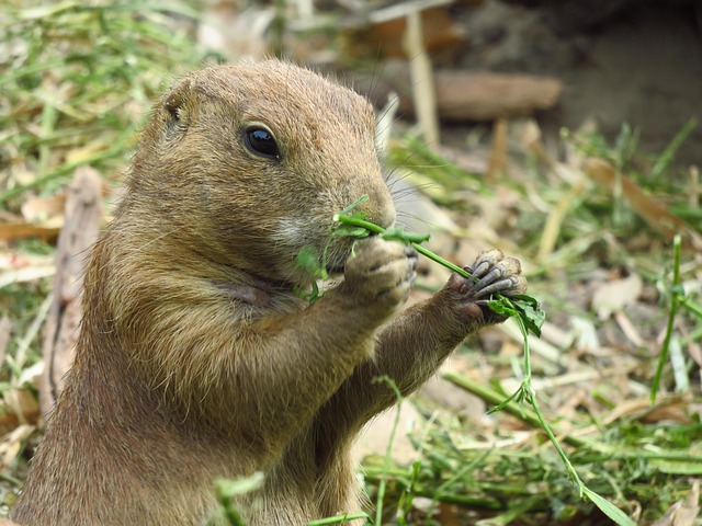 Commercial Rodent Control Denver: Protect Your Restaurant Now