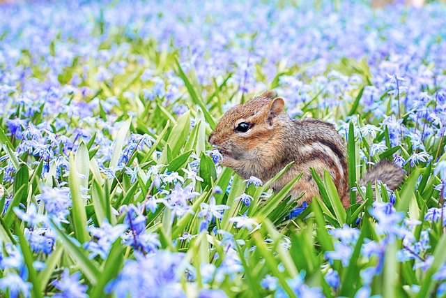 Denver Rodent Removal: Secure Your Warehouse Now