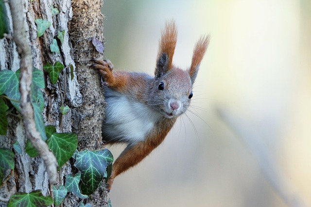 Rodent Control