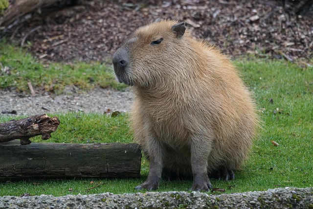 rodent-control-640x480-58183404.jpeg