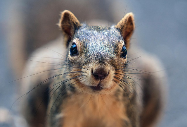 Rodent Control