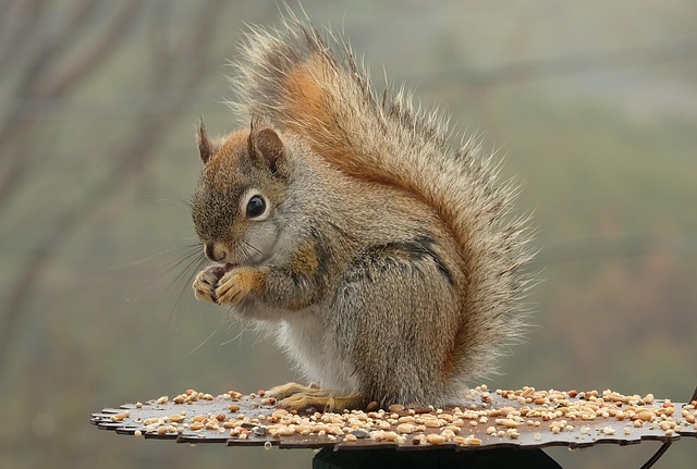 rodent-control-640x480-67416799.jpeg