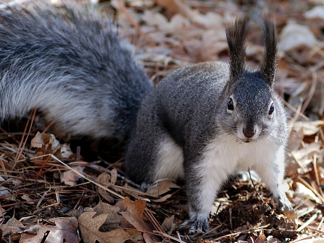Rodent Control