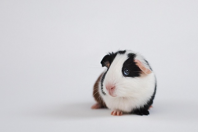DIY Rodent Control Denver: Strategies for Effective Prevention