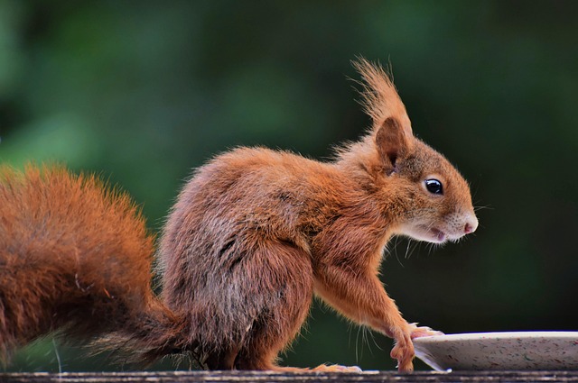 rodent-control-640x480-74109411.jpeg