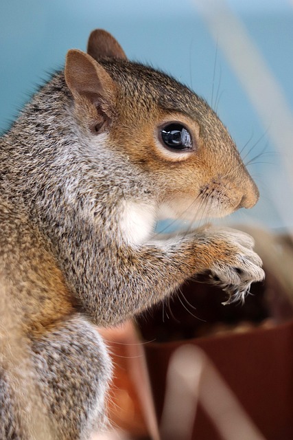 Denver Rodent Inspection: Natural Strategies for Effective Pest Management