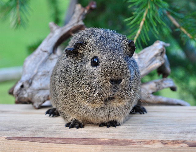 rodent-control-640x480-81359842.jpeg