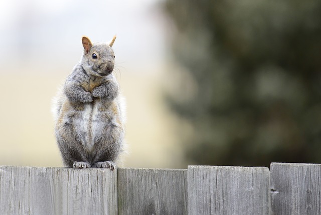 Rats Removal Denver: Expert Strategies for Roof Rat Control