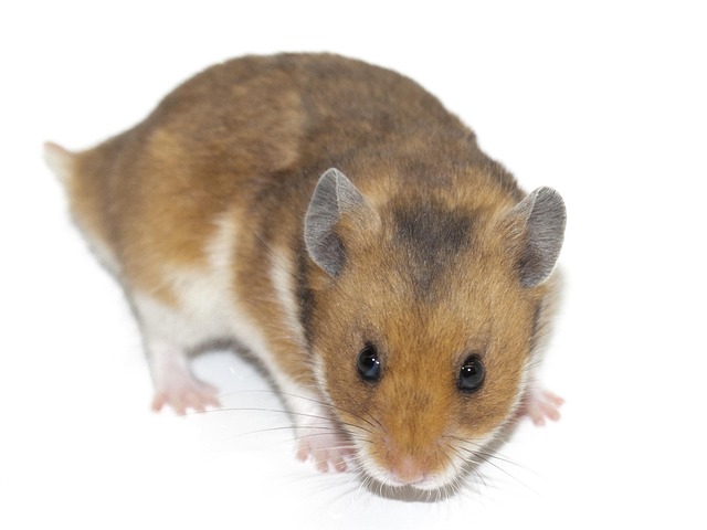 rodent-control-640x480-97108098.jpeg
