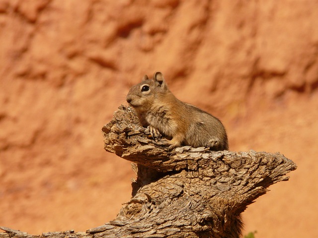 Rodent Control