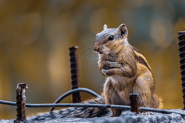 DIY Rodent Control Denver: Ensure Food Facility Compliance