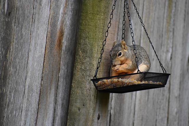 rodent-control-640x480-99802813.jpeg