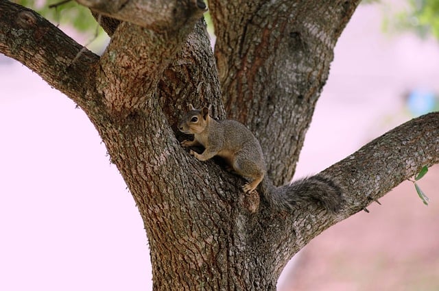 Wildlife Control