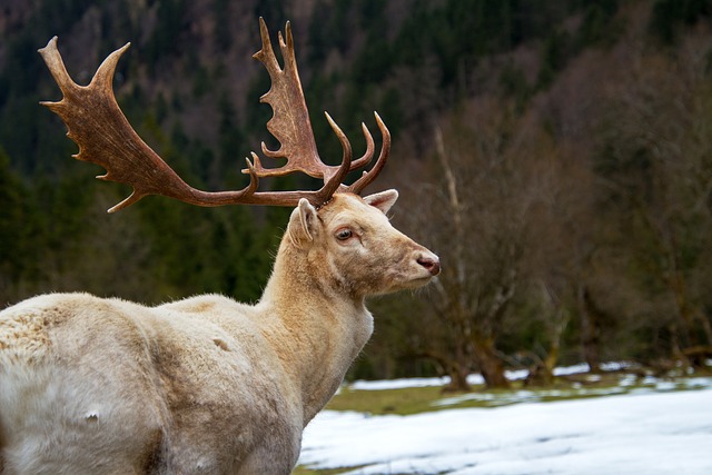 Wildlife Control