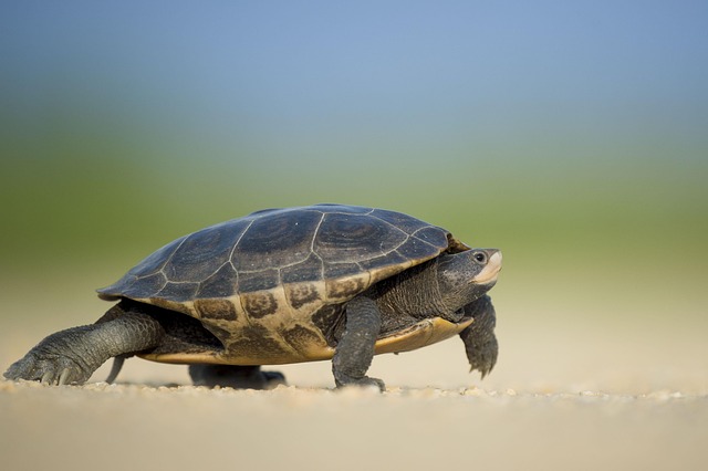 Denver's Wildlife Control: Experts in Habitat Modification