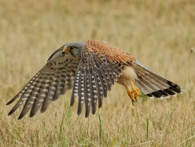 Wildlife Management