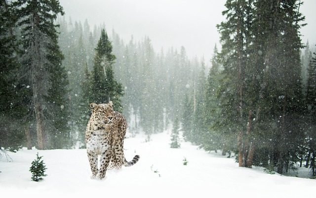 Wildlife Management
