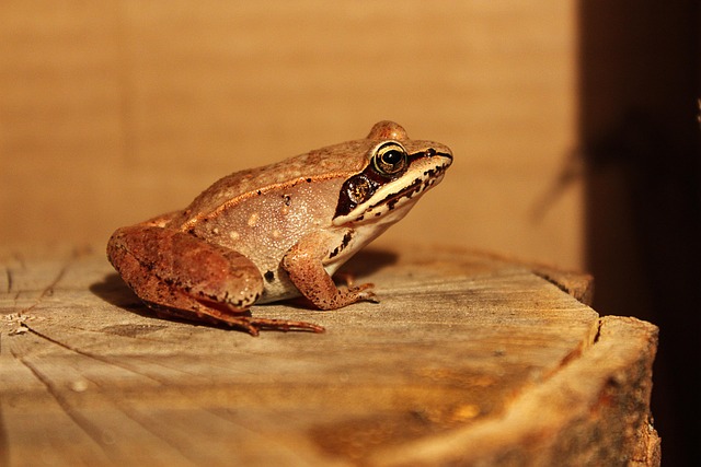 wildlife-management-640x480-39554304.jpeg