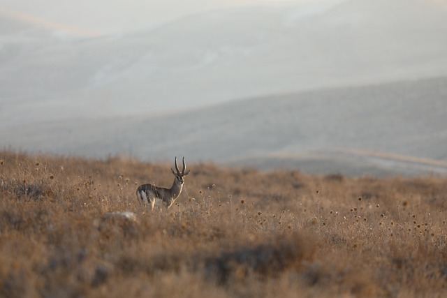 Wildlife Management