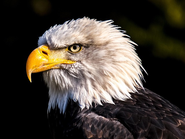 Wildlife Management