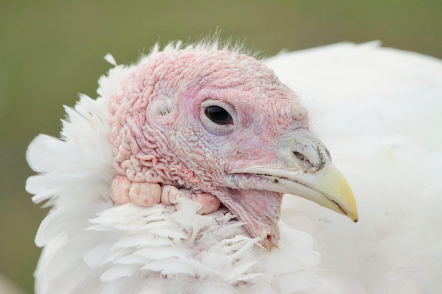 wildlife-management-640x480-82651067.jpeg