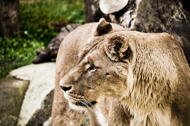 Depredation Permits: Effective Wildlife Control Denver Solutions