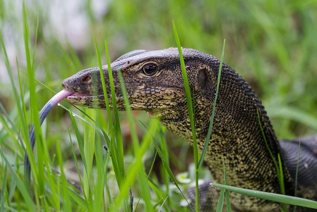 wildlife-monitoring-640x480-4139770.jpeg
