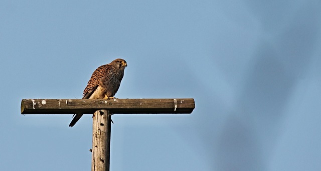 Wildlife Monitoring